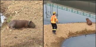 Lixo na natureza: continuam trabalhos para retirar câmara presa em pescoço de capivara, em MG Lixo na natureza: continuam trabalhos para retirar câmara presa em pescoço de capivara, em MG