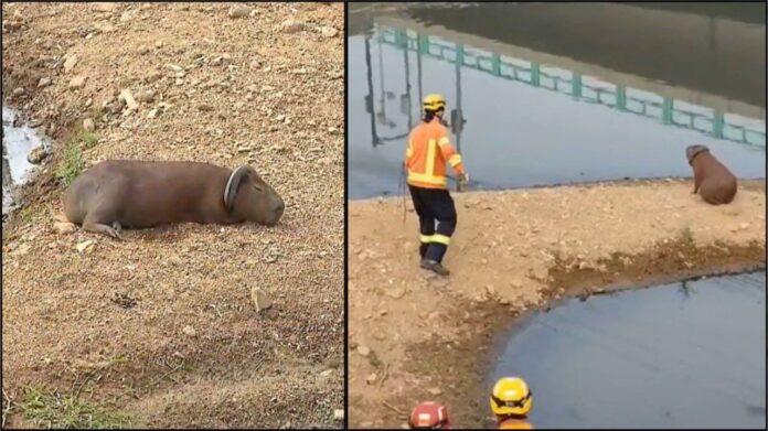 Lixo na natureza: continuam trabalhos para retirar câmara presa em pescoço de capivara, em MG