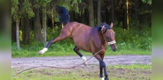 MG: criança que ficou cega após ser atingida por coice de égua será indenizada 8 anos depois