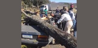 BR-040: árvore cai sobre carro, e idoso de 71 anos é socorrido com traumatismo cranioencefálico grave Árvore cai em cima de carro na BR-040 e idoso de 71 fica com traumatismo cranioencefálico