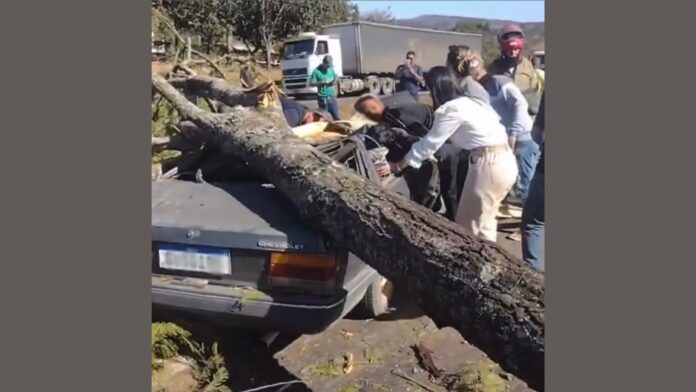 Árvore cai em cima de carro na BR-040 e idoso de 71 fica com traumatismo cranioencefálico