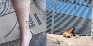 Itabirito: moradores do Monte Verde são vítimas de ataques de cães soltos em rua do bairro Itabirito: moradores do bairro Monte Verde relatam ataques de cães soltos