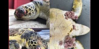 Pescadores do ES encontram animais deformados em rios e mares atingidos pela lama de Mariana Pescadores do ES encontram animais deformados em rios e mares atingidos pela lama de Mariana