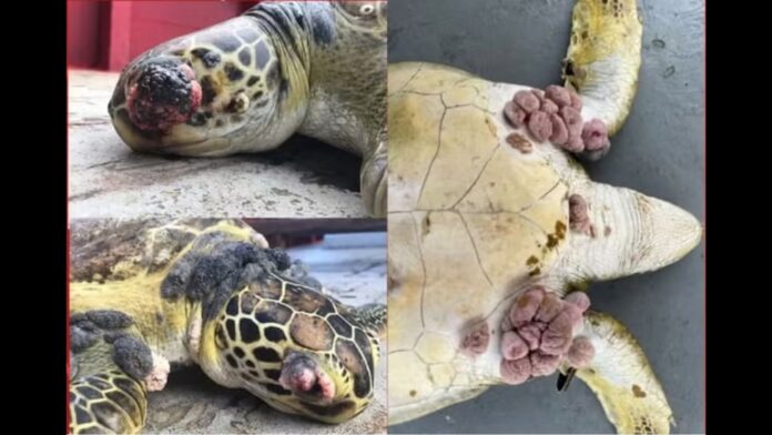 Pescadores do ES encontram animais deformados em rios e mares atingidos pela lama de Mariana