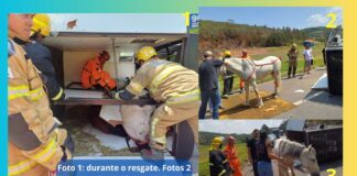 Na BR-040, em Barbacena, reboque quebra e carretinha que levava 2 cavalos atinge mureta e tomba Na BR-040, em Barbacena, reboque quebra e carretinha que levava 2 cavalos atinge mureta e tomba