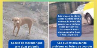 Bairro de Lourdes, Itabirito, pit bulls na rua: “Não são meus cães que causam problema”, diz tutor Bairro de Lourdes, Itabirito, pit bulls na rua: "Não são meus cães que causam problema", diz tutor