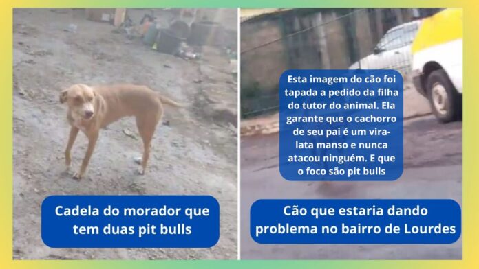 Bairro de Lourdes, Itabirito, pit bulls na rua: 