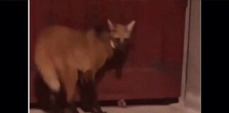 Lobo-guará, possivelmente fugindo de incêndios, é visto em área urbana de Ouro Preto Lobo-guará, possivelmente fugindo das queimadas, é visto em área urbana de Ouro Preto