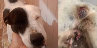 Itabirito: cadela com tumores pelo corpo precisa se submeter a cirurgias e você pode ajudar Itabirito: cadela com tumores pelo corpo precisa se submeter a cirurgias e você pode ajudar