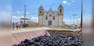 Ouro Preto: 32ª Festa da Jabuticaba é confirmada entre 8 e 10 de novembro em Cachoeira do Campo Ouro Preto: 32ª Festa da Jabuticaba é confirmada entre 8 e 10 de novembro em Cachoeira do Campo