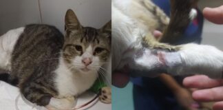 Moradora de Itabirito relata maus-tratos a gato e o encontra com a pata esmagada no Country Moradora de Itabirito relata maus-tratos a gato e o encontra com a pata esmagada no Country