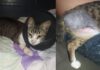 Itabirito: “Ele foi diagnosticado com câncer”, lamenta protetora ao falar de gato achado com pata esmagada Itabirito: "Ele foi diagnosticado com câncer", lamenta protetora ao falar de gato achado com pata esmagada