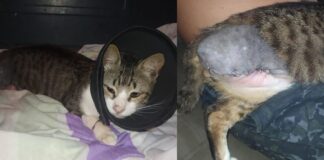 Itabirito: “Ele foi diagnosticado com câncer”, lamenta protetora ao falar de gato achado com pata esmagada Itabirito: "Ele foi diagnosticado com câncer", lamenta protetora ao falar de gato achado com pata esmagada