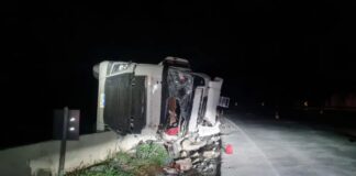 Motorista morre após carreta com 60 bois tombar na BR-262 Motorista morre após carreta com 60 bois tombar na BR-262