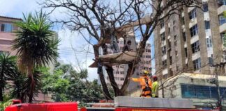 BH: após 6h de operação, bombeiros resgatam PcD de “casa” em árvore na Avenida do Contorno BH: bombeiros imobilizam e tiram homem que construíu uma casa em árvore na Avenida do Contorno