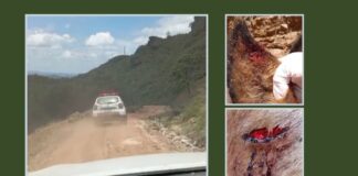 Jovem com deficiência e cavalo levam vários tiros em estrada de Mariana; alvo seria outra pessoa Jovem com deficiência e cavalo levam vários tiros em estrada de Mariana; alvo seria outra pessoa