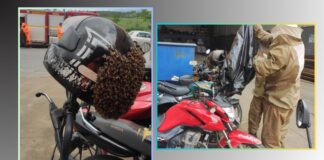 Formiga (MG): homem estaciona moto em local de trabalho, e abelhas “se apoderam” do capacete Formiga (MG): homem estaciona moto em local de trabalho, e abelhas “se apoderam” do capacete