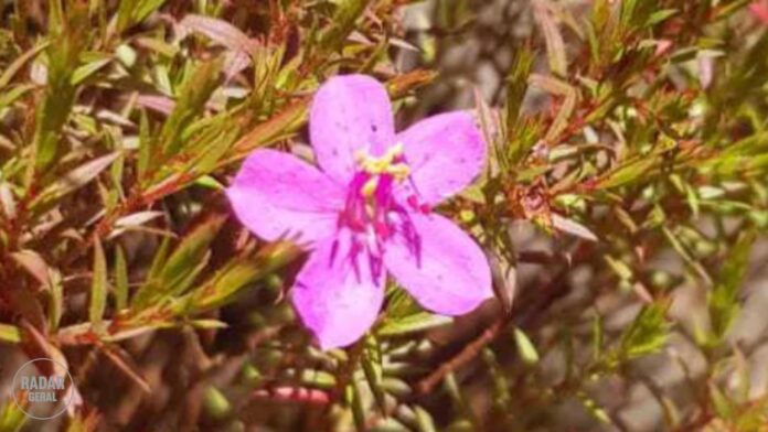 Microlicia ferricola Versiane. Foto - divulgação.