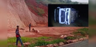 Caminhão com 280 porcos tomba na BR-381 e populares saqueiam parte da carga; VEJA VÍDEO Carga viva: caminhão com 280 porcos tomba na BR-381 e populares saqueiam parte da carga; VÍDEO