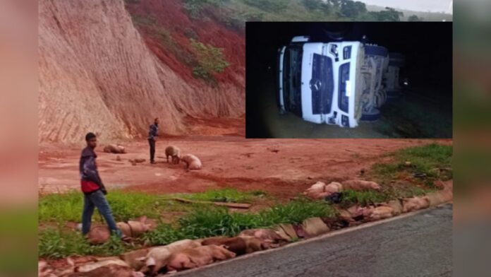 Carga viva: caminhão com 280 porcos tomba na BR-381 e populares saqueiam parte da carga; VÍDEO