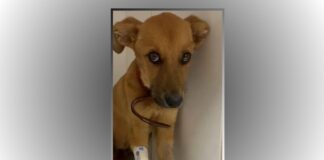 Itabirito: filhote Caramelo não resiste Itabirito: filhote Caramelo não resiste