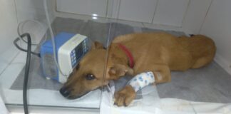 Itabirito: trabalhador que ganha 1 salário pede ajuda para tratar filhote Caramelo, adotado por ele Itabirito: trabalhador que ganha 1 salário pede ajuda para tratar filhote Caramelo, adotado por ele