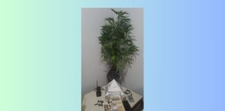 Jovem é preso por invadir imóvel em Glaura para vender droga; tabletes e pé de maconha apreendidos Jovem é preso por invadir imóvel em Glaura para vender droga; tabletes e pé de maconha apreendidos