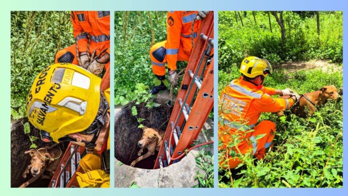 Vídeo mostra cão que caiu em cisterna desativada de mais de 3 metros sendo resgatado pelos bombeiros  