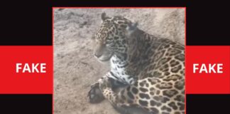 É falso vídeo que mostra onça-pintada em Santa Rita de Ouro Preto É falso vídeo que mostra onça-pintada em Santa Rita de Ouro Preto