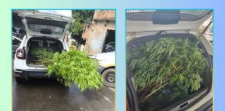 Mariana: em caso de maus-tratos a cão, GCM prende casal que tinha plantação de maconha em casa Mariana: em caso de maus-tratos a cão, GCM prende casal que tinha plantação de maconha em casa