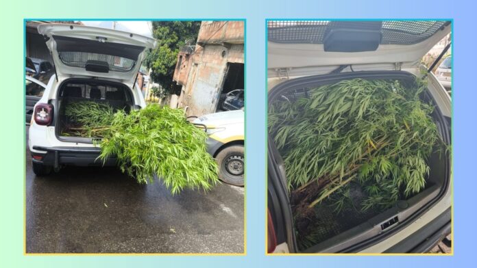 Mariana: em caso de maus-tratos a cão, GCM prende casal que tinha plantação de maconha em casa