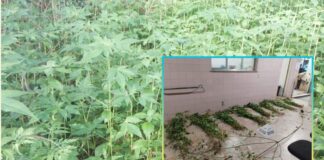 PM descobre 390 pés de maconha em Itabirito; um dos suspeitos tem 3 mandados de prisão PM descobre 390 pés de maconha em Itabirito; um dos suspeitos tem 3 mandados de prisão
