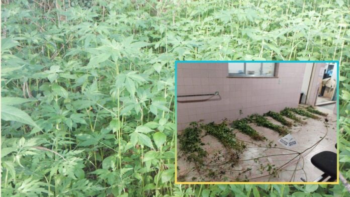 PM descobre 390 pés de maconha em Itabirito; um dos suspeitos tem 3 mandados de prisão