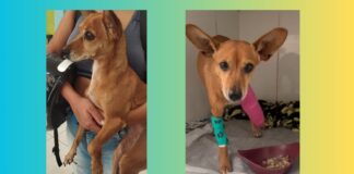 Itabirito: cachorra quebra pata, bate cabeça e precisa de cirurgia; tutora pede ajuda Itabirito: cachorra quebra pata, bate cabeça e precisa de cirurgia; tutora pede ajuda