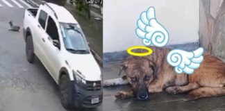 Mariana: ONG divulga vídeo que mostra caminhonete atropelando cão comunitário Mariana: ONG divulga vídeo que mostra caminhonete atropelando cão comunitário