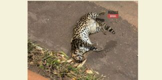 Itabirito: jaguatirica é morta atropelada na BR-040, em Ribeirão do Eixo Itabirito: jaguatirica é morta atropelada na BR-040, em Ribeirão do Eixo