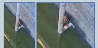 Itabirito: cão cai em reservatório na Del Rey Minerals, fica chorando e Brigada o salva Itabirito: cão cai em reservatório na Del Rey Minerals, fica chorando e Brigada o salva