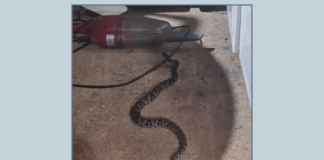 MG: jararaca, a mais perigosa das cobras do país, é encontrada numa casa e bombeiros entram em ação MG: jararaca, a mais perigosa das cobras do país, é encontrada numa casa e bombeiros entram em ação