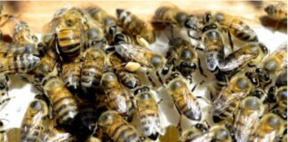 MG: mulher cadeirante em situação de rua morre após ataque de abelhas MG: mulher cadeirante em situação de rua morre após ataque de abelhas