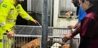 Ouro Preto resgata 12 animais em situação de abandono Ouro Preto resgata 12 animais em situação de abandono