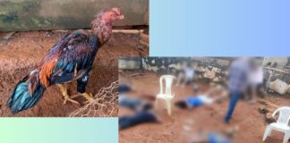 MG: Polícia Civil prende 6 pessoas envolvidas em rinha de galo MG: Polícia Civil prende 6 pessoas envolvidas em rinha de galo