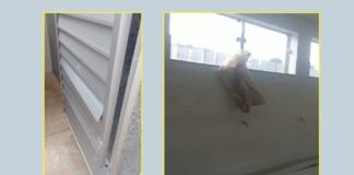 Ao tentar furtar porta de banheiro da Área do Julifest, ladrão é impedido por vigia e preso pela GCM Ao tentar furtar porta de banheiro da Área do Julifest, ladrão é impedido por vigia e preso pela GCM