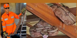 MG: cobra de 1,5 metro é encontrada na varanda de uma casa e bombeiros são chamados MG: cobra de 1,5 metro é encontrada na varanda de uma casa e bombeiros são chamados