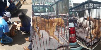 5 cães vítimas de maus-tratos são resgatados em Mariana 5 cães vítimas de maus-tratos são resgatados em Mariana