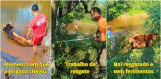 Boi atola às margens do Rio Itabirito e é resgatado, sem ferimentos, pela Brigada Trabalho da Brigada em frente ao Novato - Fotos: Brigada