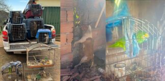 Água Limpa, Itabirito: GCM resgata dezenas de animais levando vida deplorável; cão morre enforcado