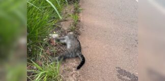 Entre Cachoeira do Campo e Ouro Preto: Jaguatirica é atropelada e morre na BR-356 Entre Cachoeira do Campo e Ouro Preto: Jaguatirica é atropelada e morre na BR-356