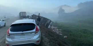 MG: caminhão carregado com 140 porcos tomba na BR-356 Caminhão carregado com 140 porcos tomba na BR-356; 2 ficam feridos