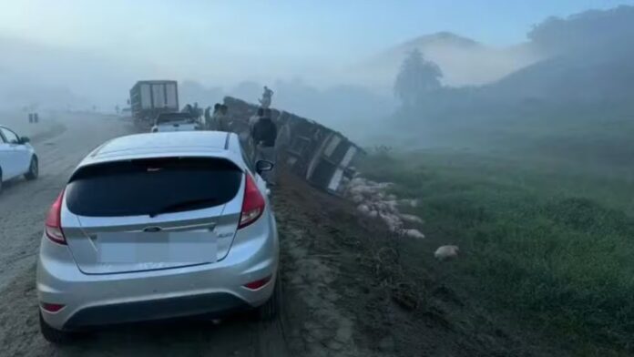Caminhão carregado com 140 porcos tomba na BR-356; 2 ficam feridos