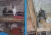 BH: idosa é denunciada por manter 119 gatos presos em gaiolas BH: idosa é denunciada por manter 119 gatos presos em gaiolas